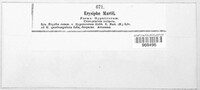 Erysiphe trifolii image